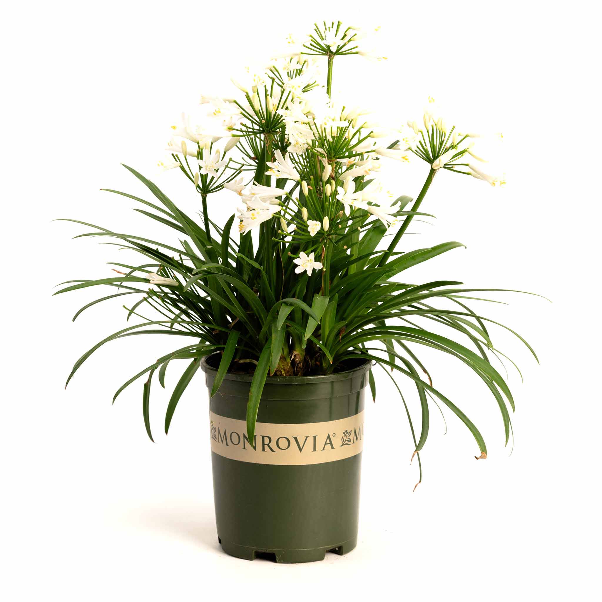 Bridal Veil® Agapanthus