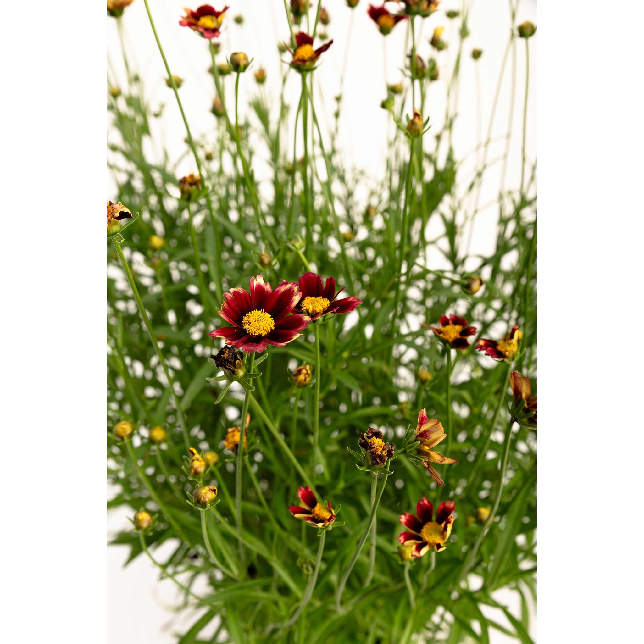 Li'l Bang™ Red Elf Coreopsis