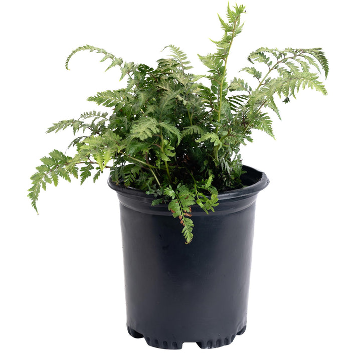 Japanese Painted Fern