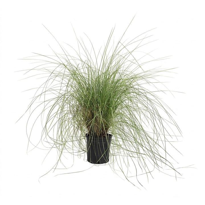 Pink Muhly Grass