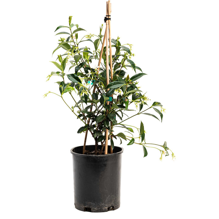 Star Jasmine