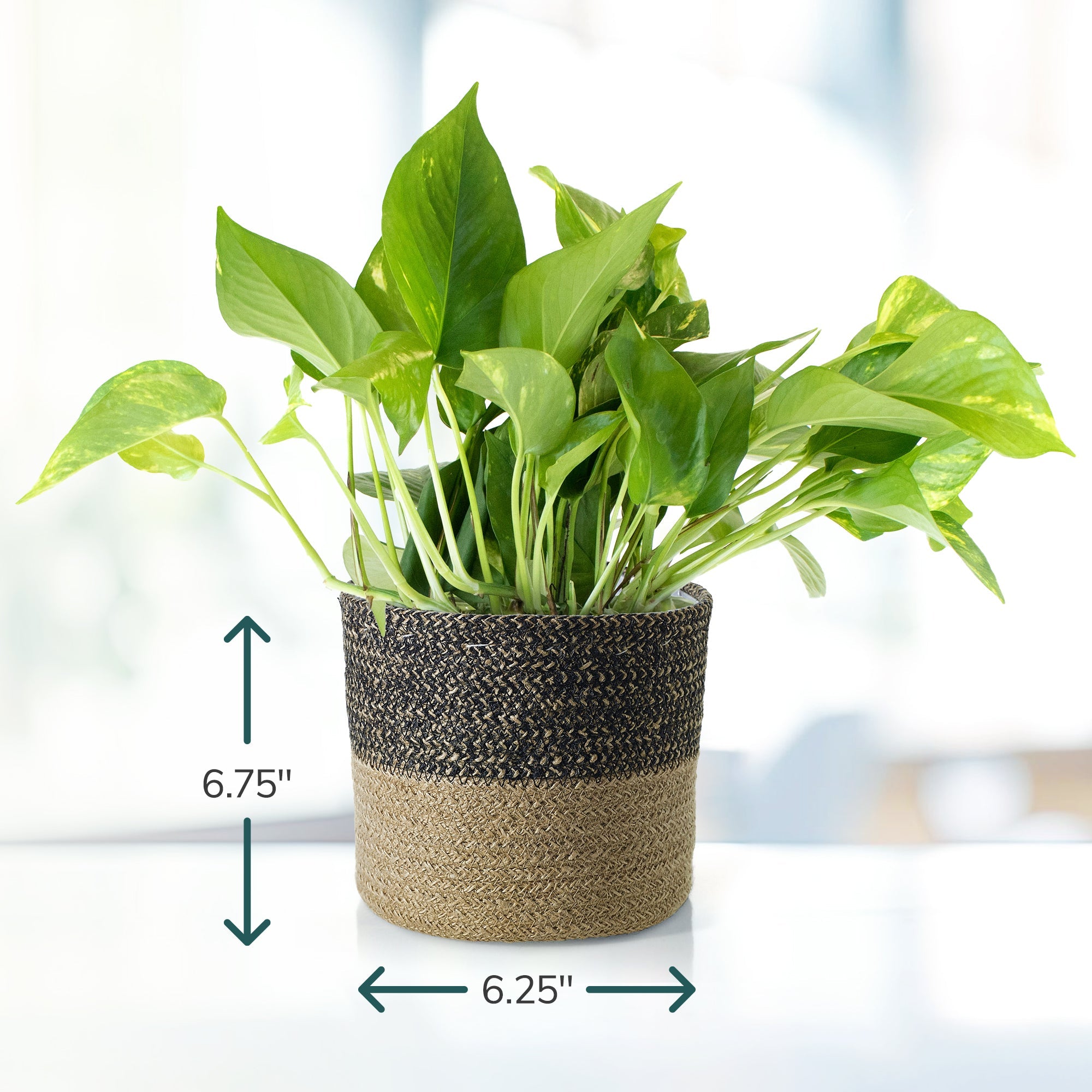 pothos black Potted Pothos in Black Tan Jute Planter