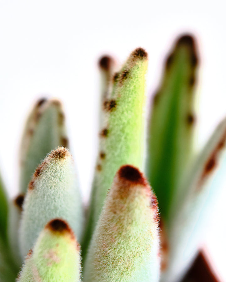 Kalanchoe tomentosa &