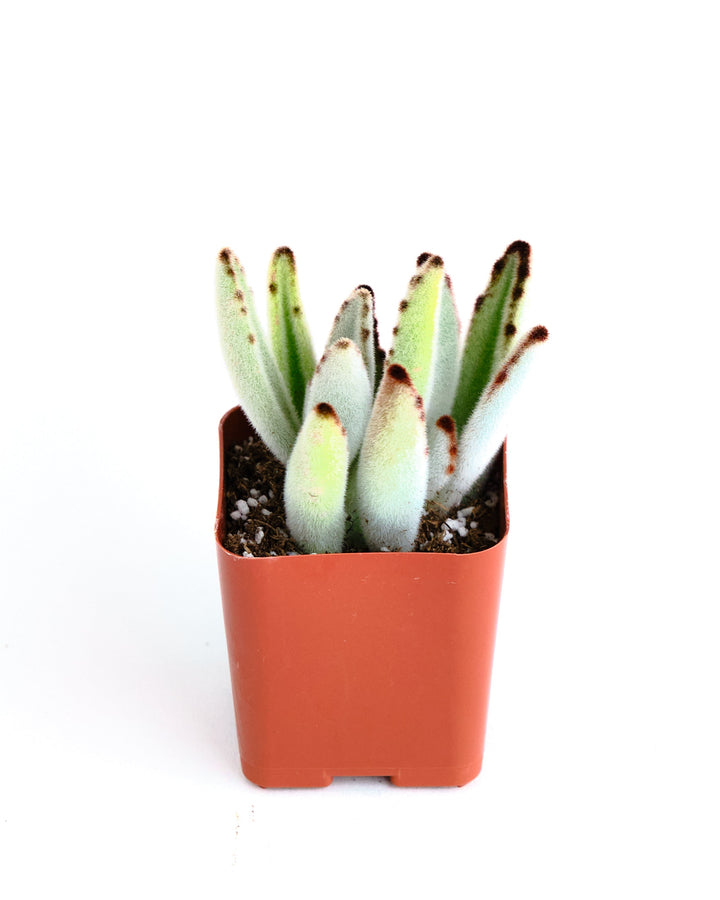Kalanchoe tomentosa &