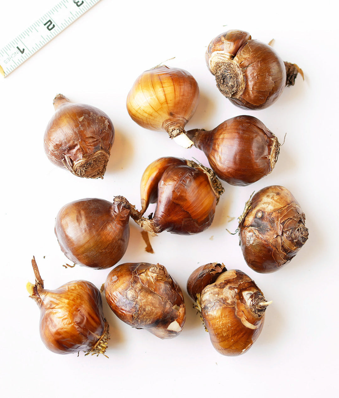 Ziva Paperwhites - 10 bulbs