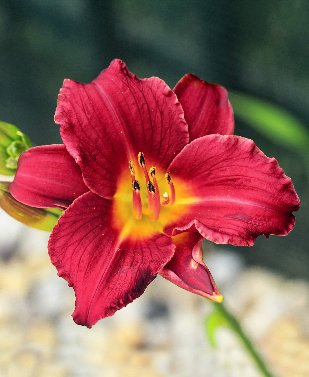 Pardon Me Reblooming Daylily - Single Root Division