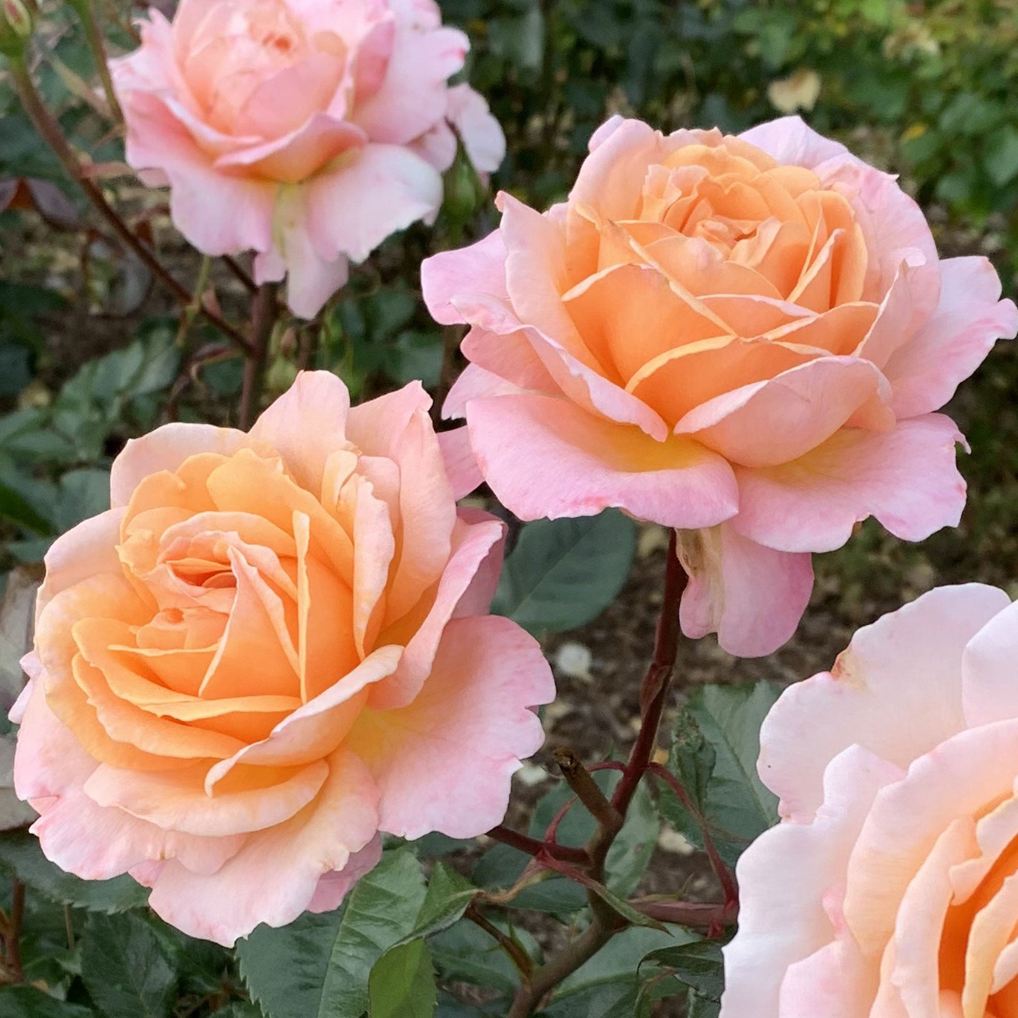 Parfuma Sunrise Rose 1.5 Gallon Container