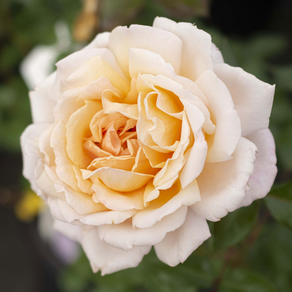 White Parfuma Roses Parfuma Sunrise Rose 1.5 Gallon | Fragrant Apricot Flowers | Own Root
