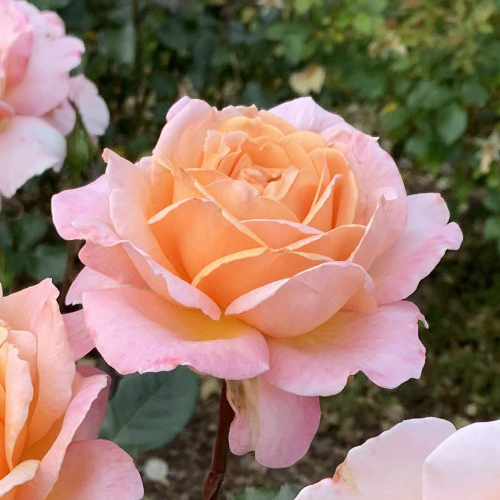 Parfuma Parfuma Sunrise Rose 1.5 Gallon | Fragrant Apricot Flowers | Own Root