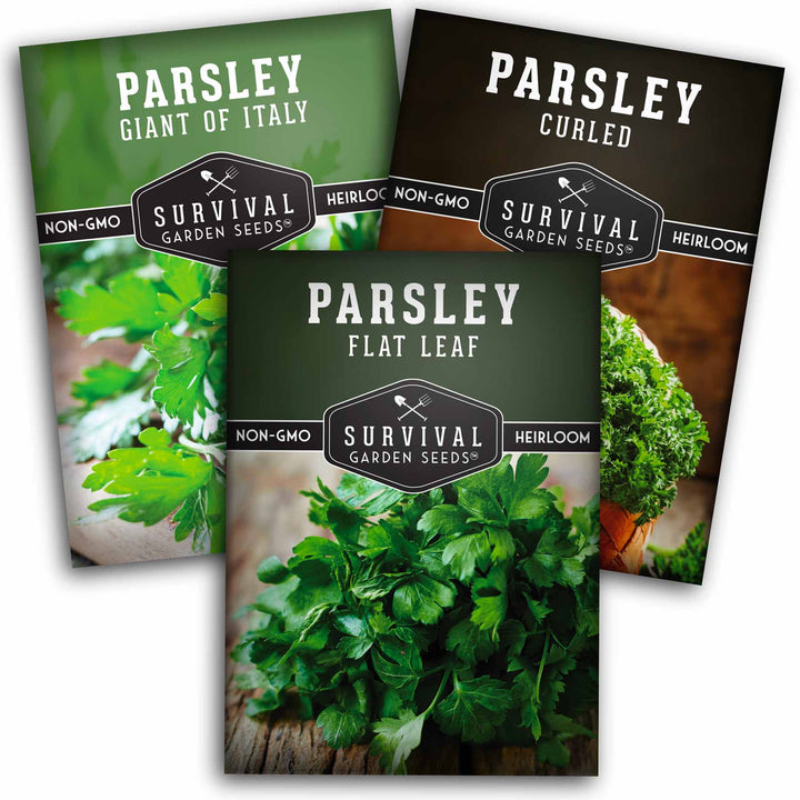 Parsley Seeds for Planting – 3 Varieties: Italian Giant, Curly, and Flat Leaf Parsley for Indoor or Outdoor Herb Gardens