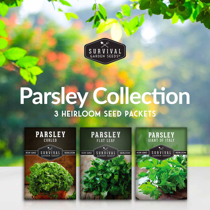 Parsley Seeds for Planting – 3 Varieties: Italian Giant, Curly, and Flat Leaf Parsley for Indoor or Outdoor Herb Gardens