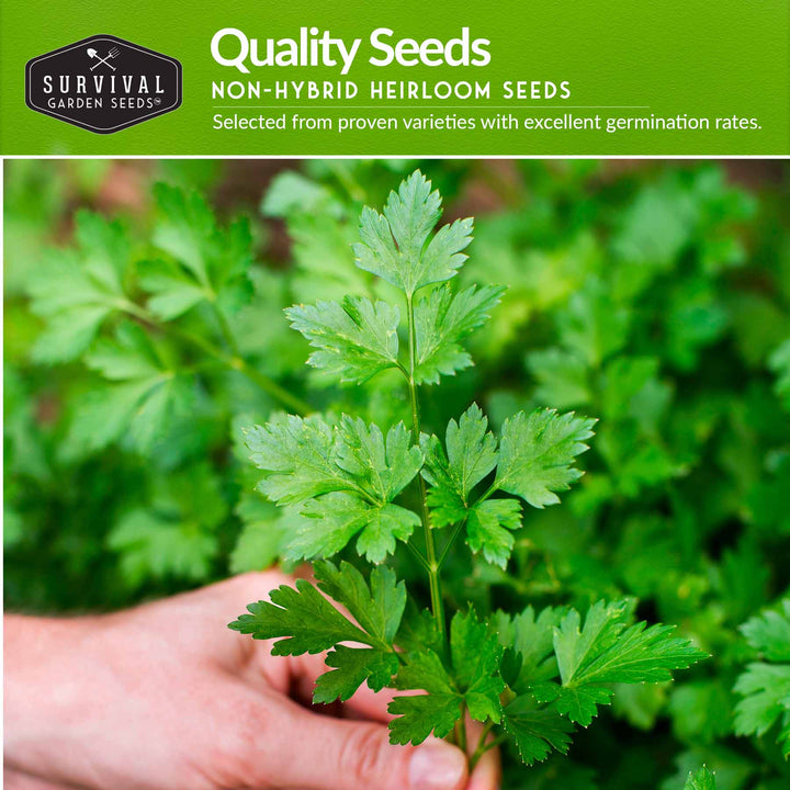 Parsley Seeds for Planting – 3 Varieties: Italian Giant, Curly, and Flat Leaf Parsley for Indoor or Outdoor Herb Gardens
