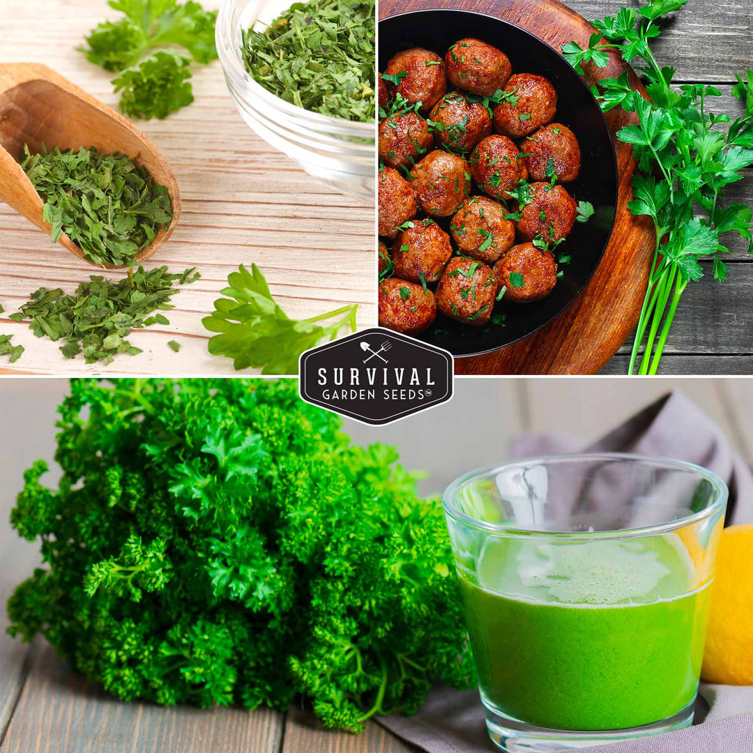 Parsley Seeds for Planting – 3 Varieties: Italian Giant, Curly, and Flat Leaf Parsley for Indoor or Outdoor Herb Gardens