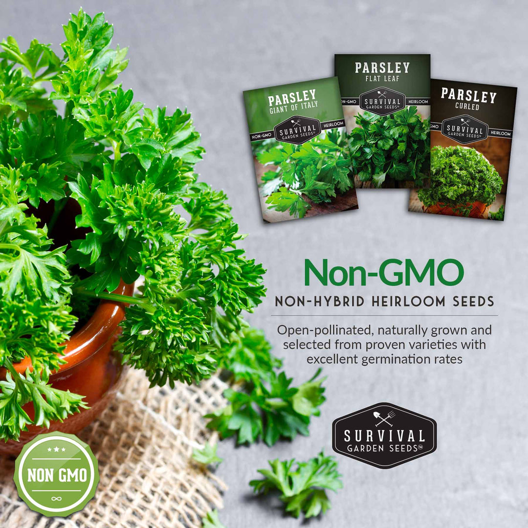 Parsley Seeds for Planting – 3 Varieties: Italian Giant, Curly, and Flat Leaf Parsley for Indoor or Outdoor Herb Gardens