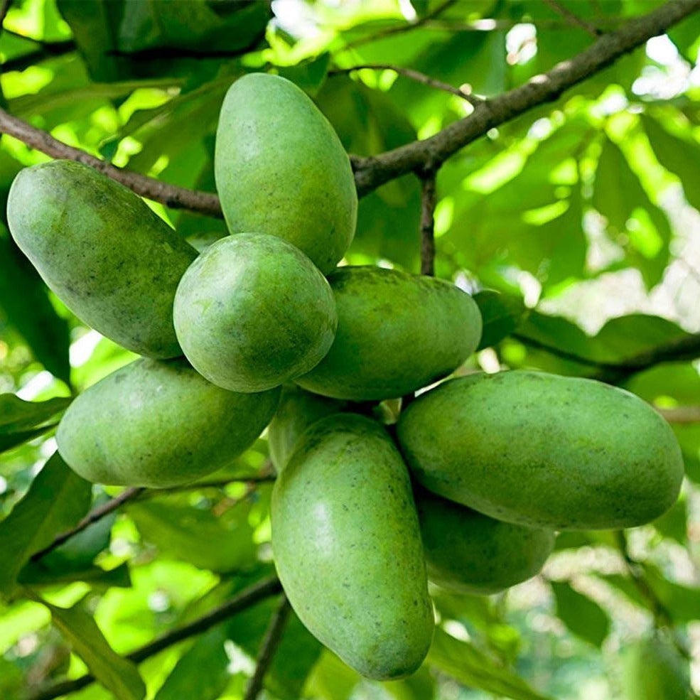 Paw Paw Tree