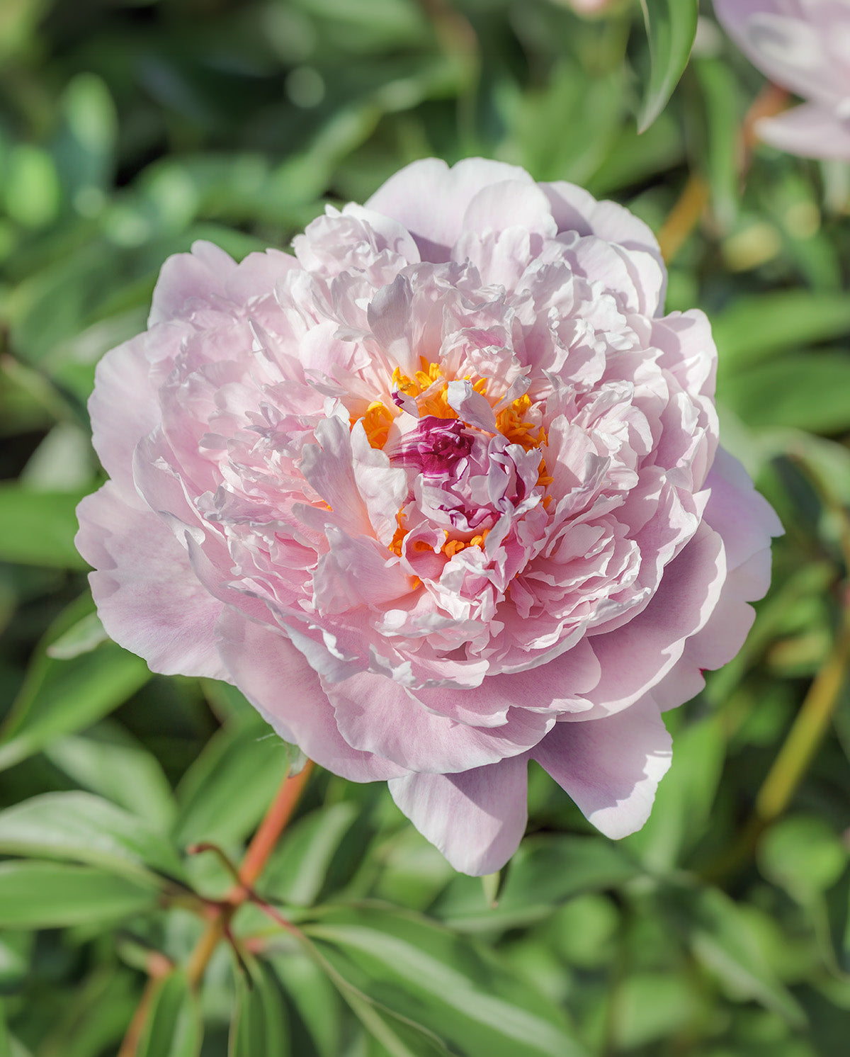 Blush Queen Peony - 1 root division