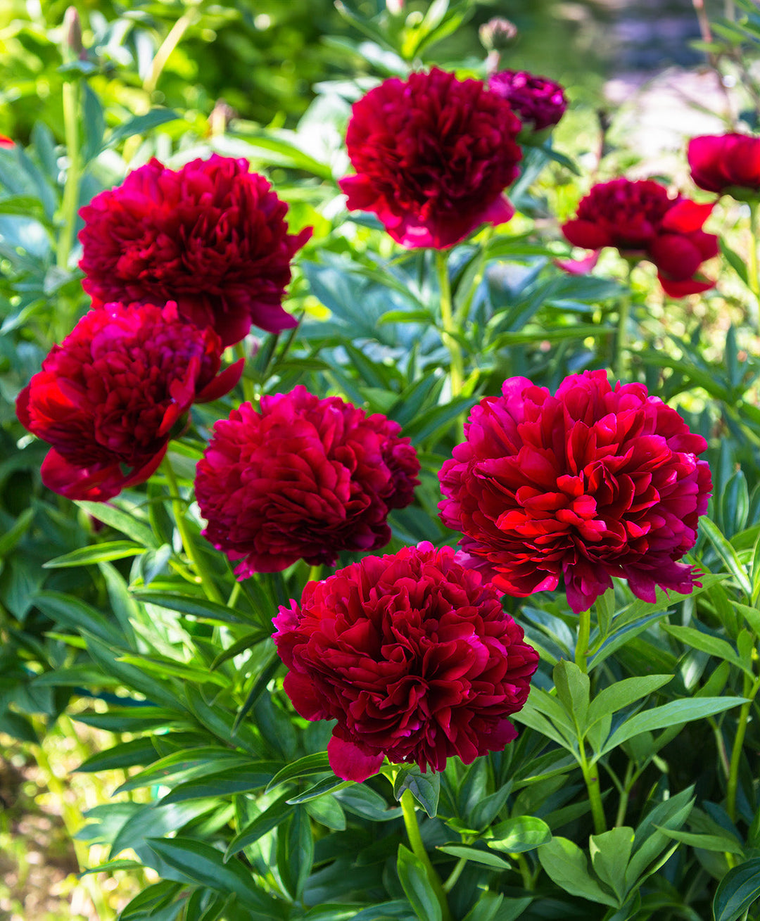 Command Performance Peony - 1 root division