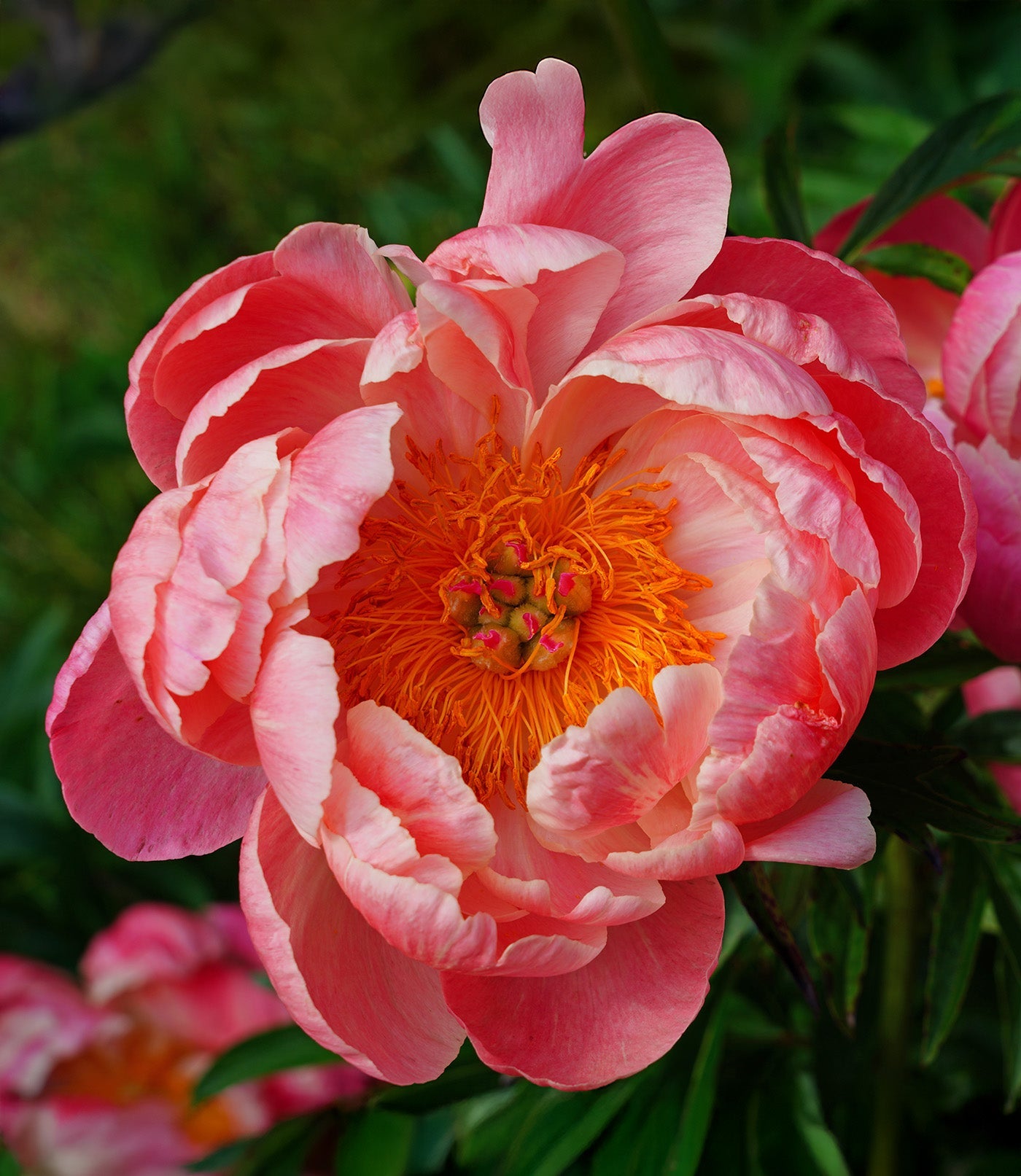 Coral Charm Peony - 1 root division