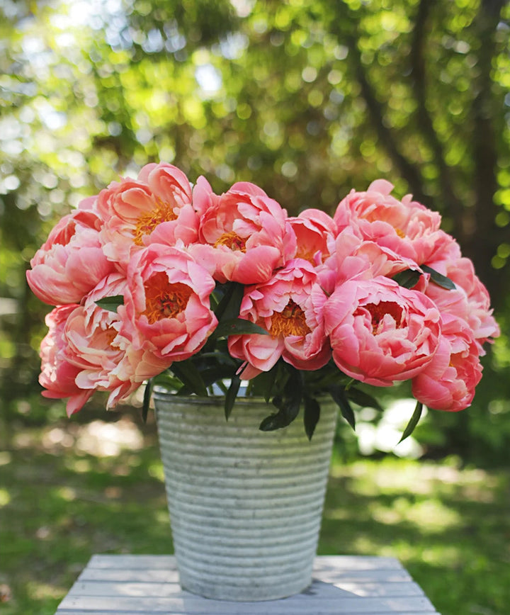 Coral Charm Peony - 1 root division