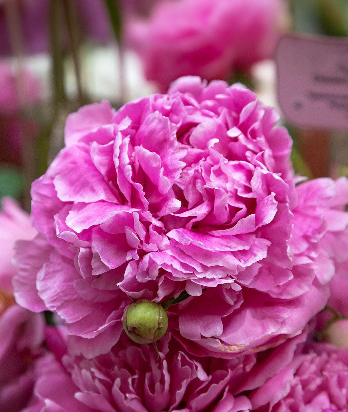 Dr. Alex Fleming Peony - 1 root division