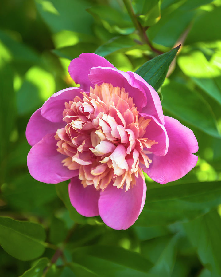 Emily Debatene Peony - 1 root division