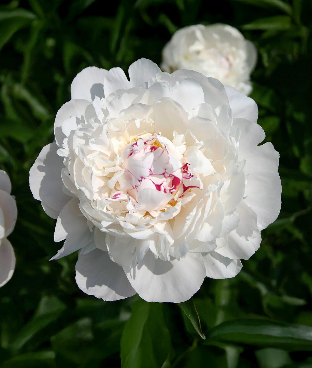 Festiva Maxima Peony - 1 root division