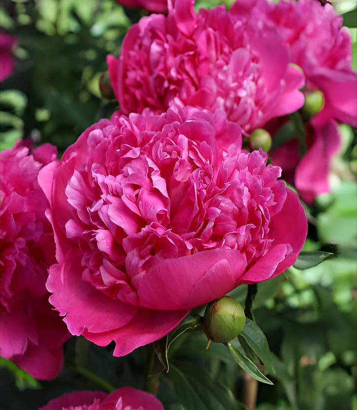 General McMahon Peony - 1 root division