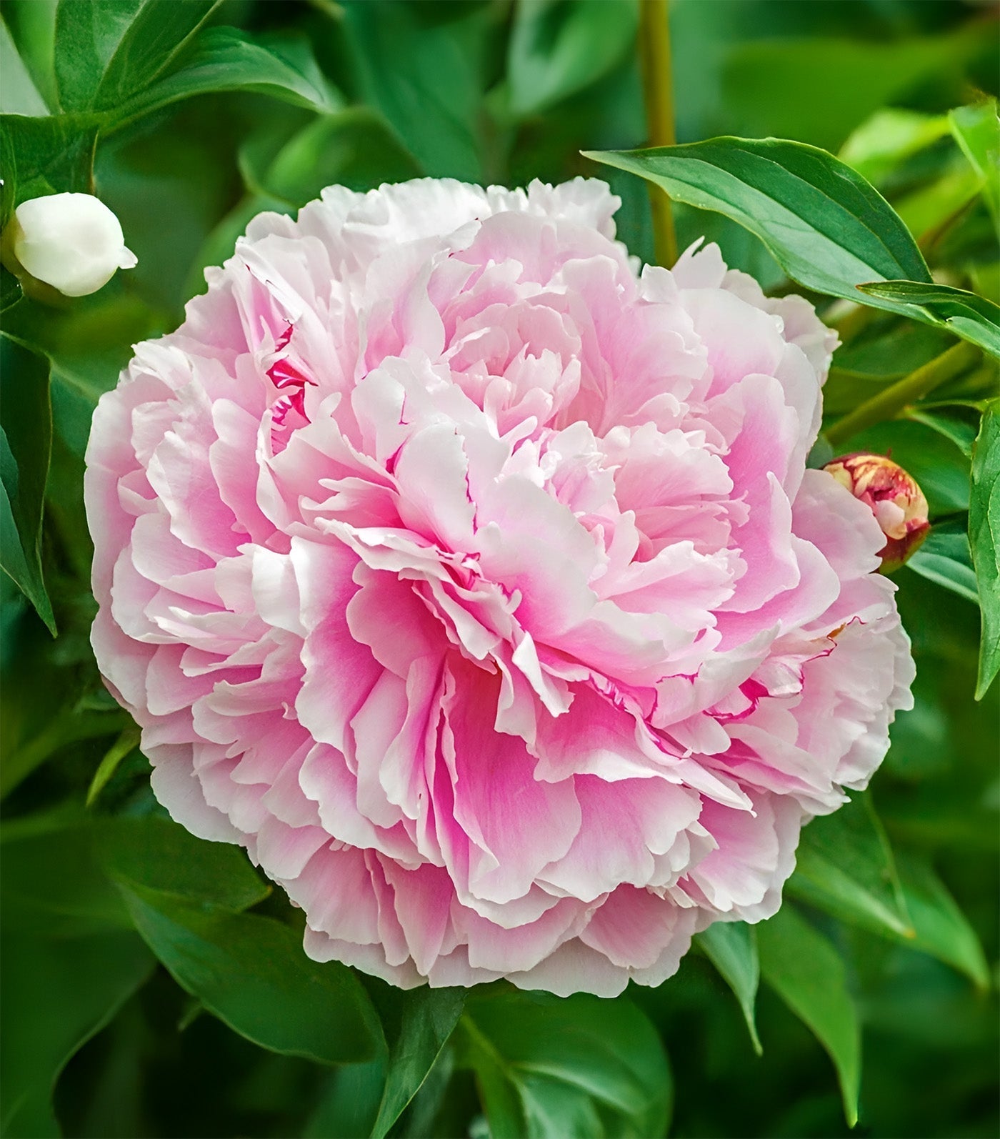 Lady Alexandra Duff Peony - 1 root division