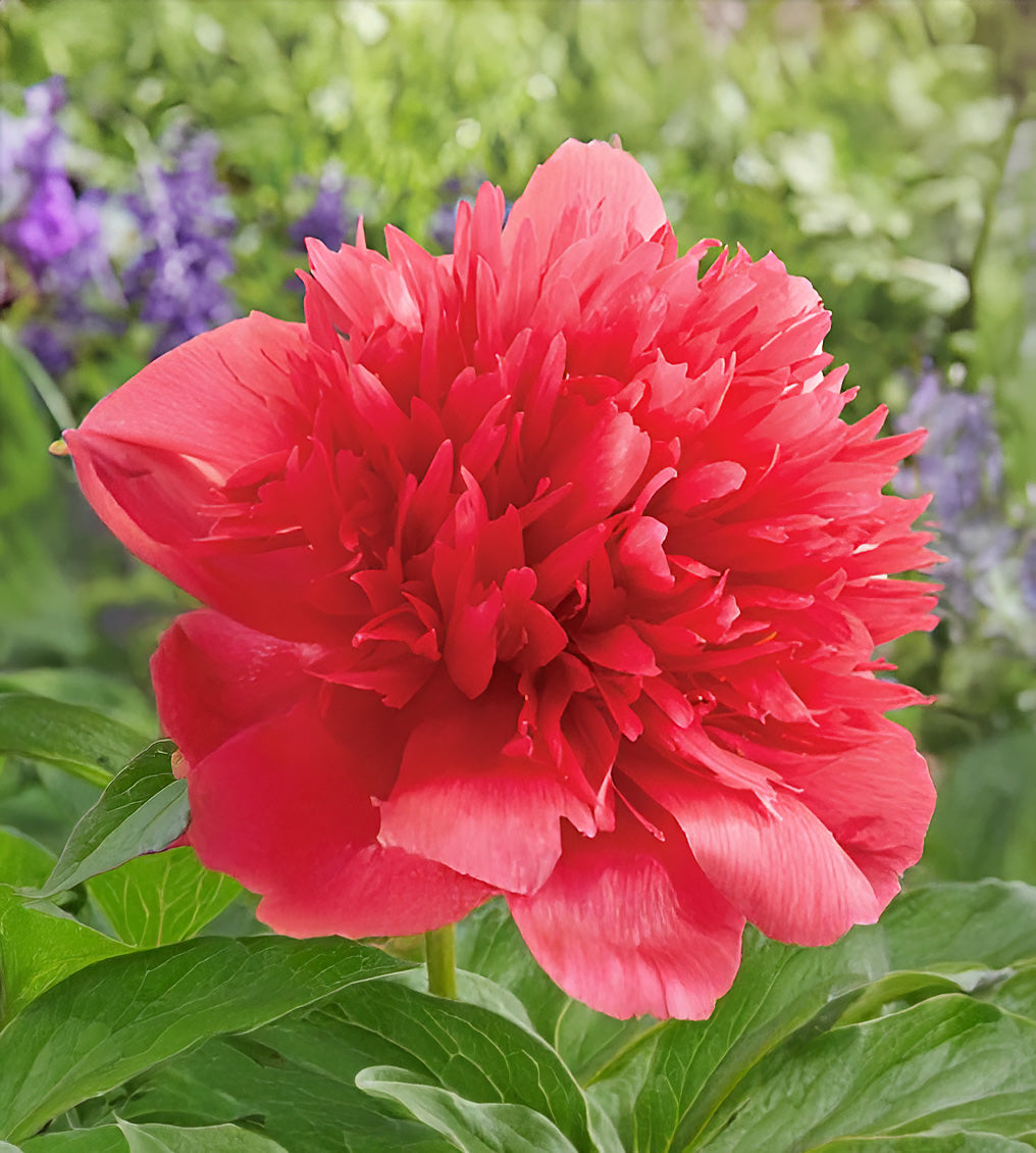 Many Happy Returns Peony - 1 root division