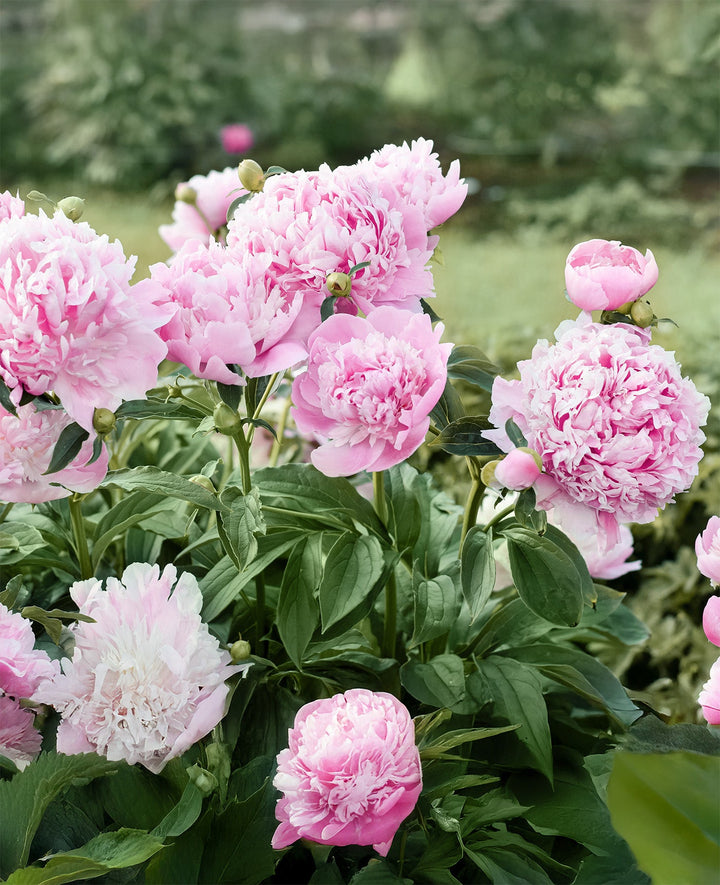 Mons. Jules Eli Peony - 1 root division
