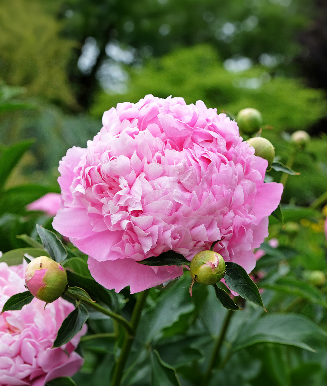 Mons. Jules Eli Peony - 1 root division