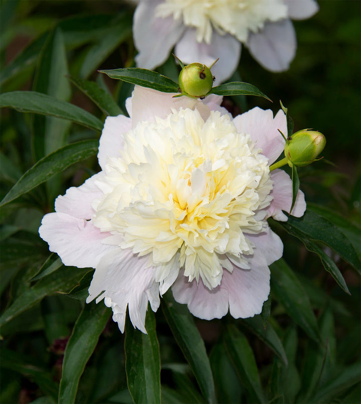 Primevere Peony - 1 root division