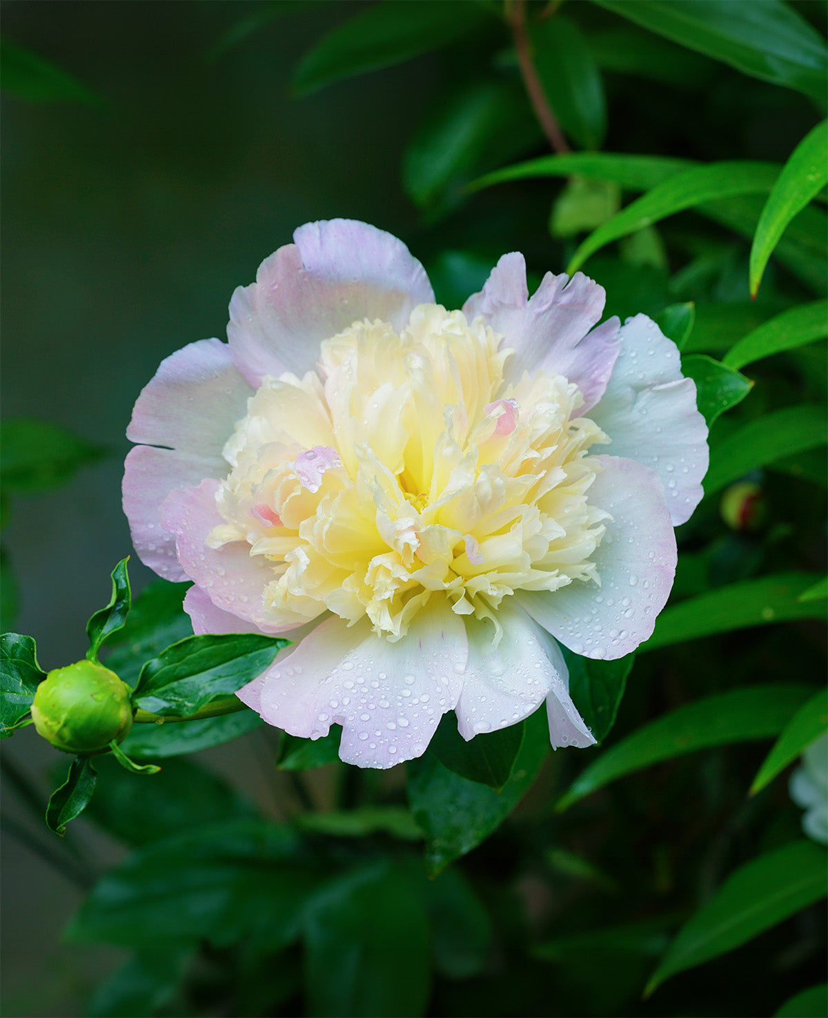 Primevere Peony - 1 root division