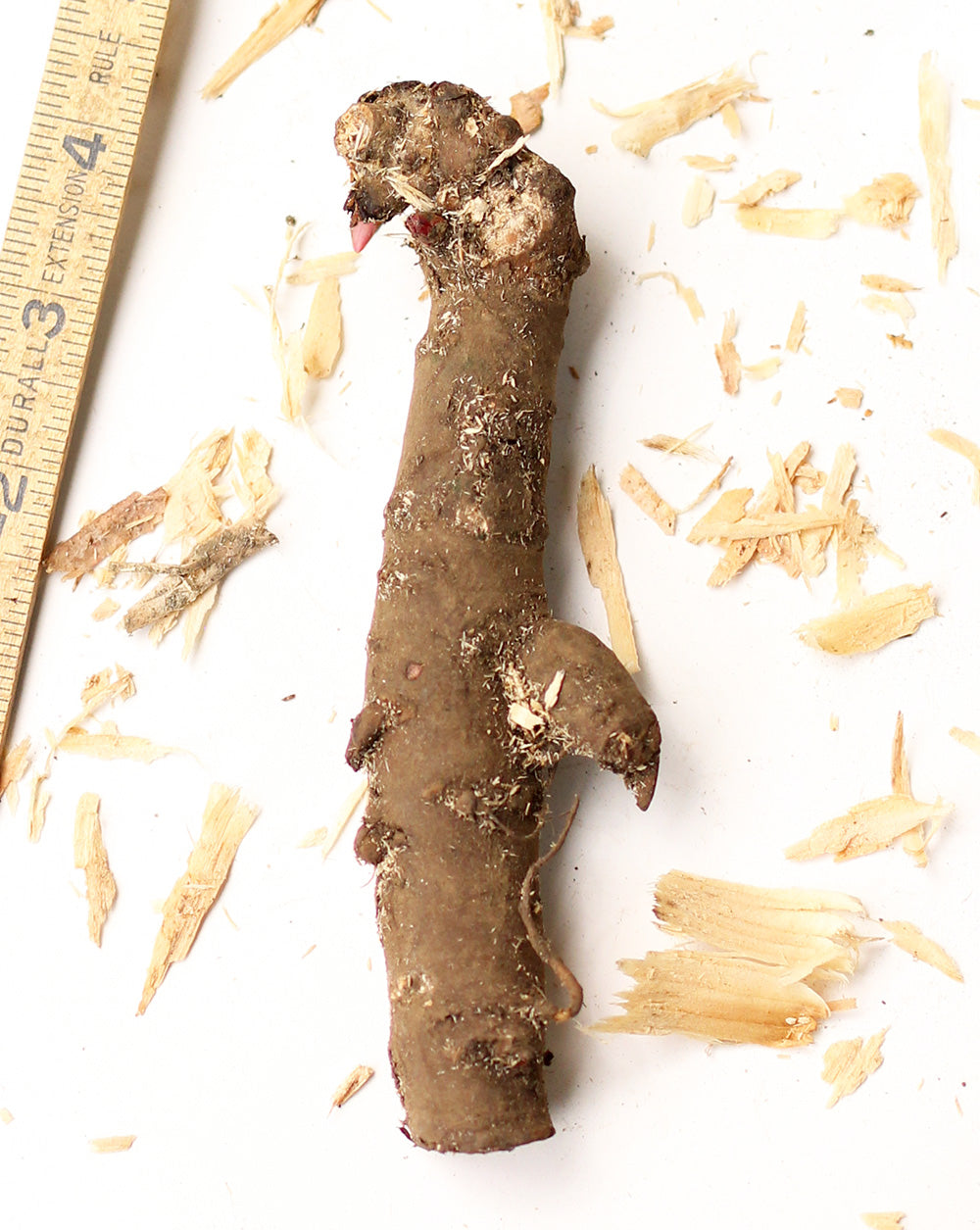 Sarah Bernhardt Peony - 1 root division