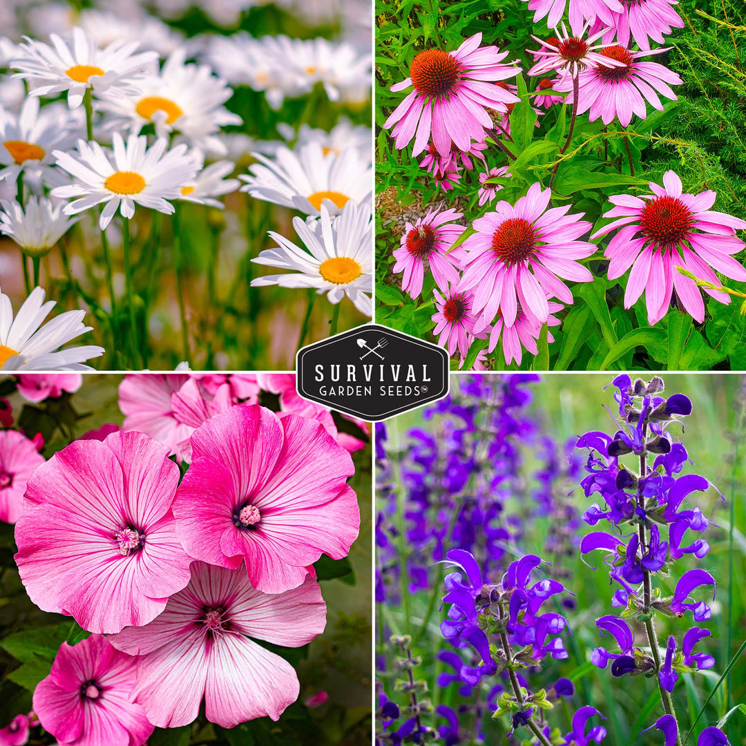 Perennial Flower Seed Collection – Non-GMO Heirloom Blooms for Pollinator Gardens, Borders &amp; Year-Round Color