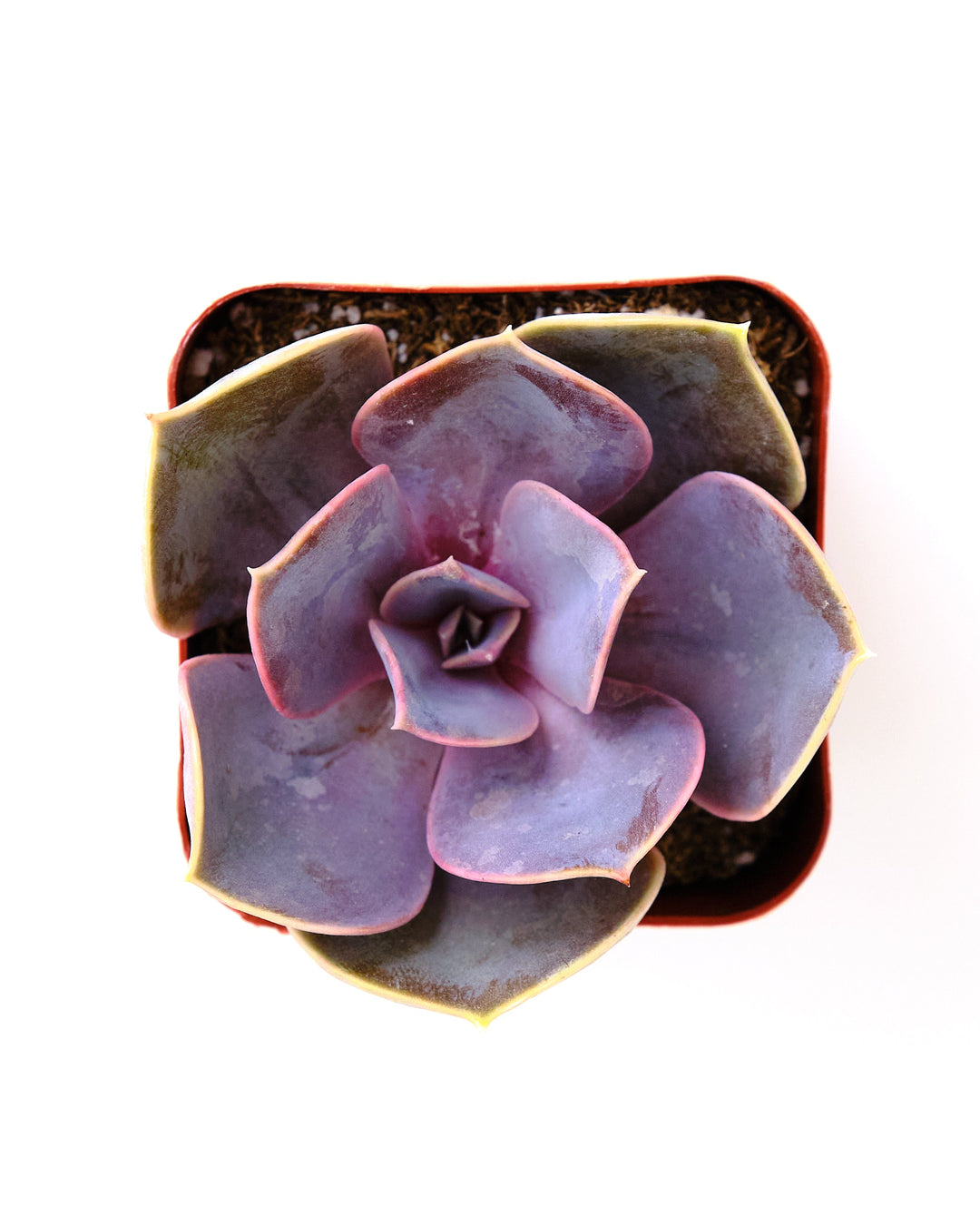 Echeveria &