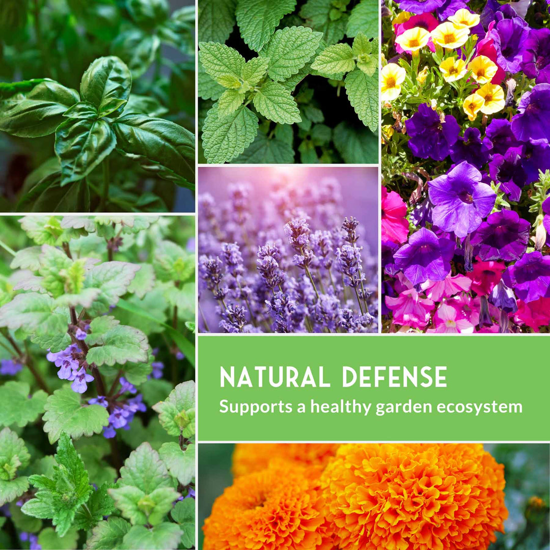 Pest Defense Seed Collection – 6 Heirloom Herbs &amp; Flowers for Natural Garden Protection