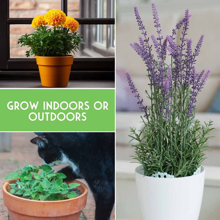 Pest Defense Seed Collection – 6 Heirloom Herbs &amp; Flowers for Natural Garden Protection