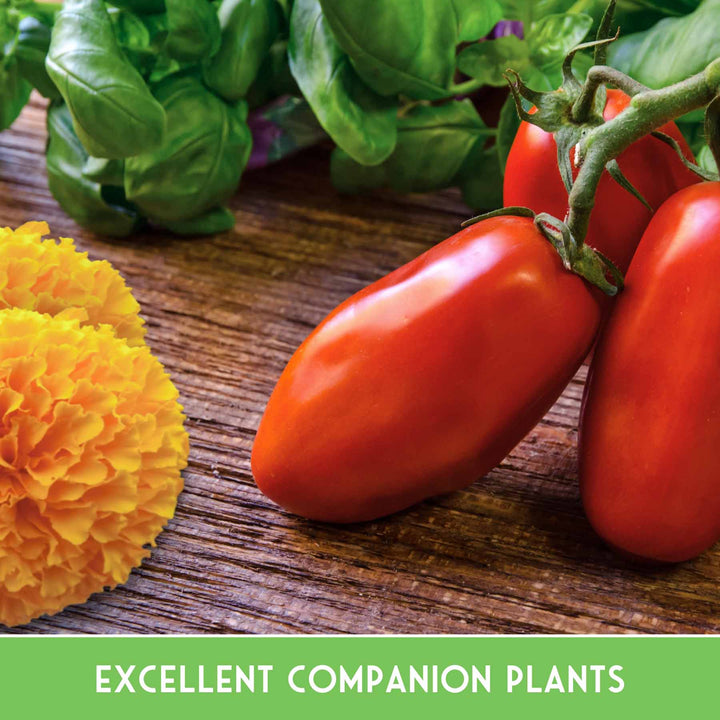 Pest Defense Seed Collection – 6 Heirloom Herbs &amp; Flowers for Natural Garden Protection