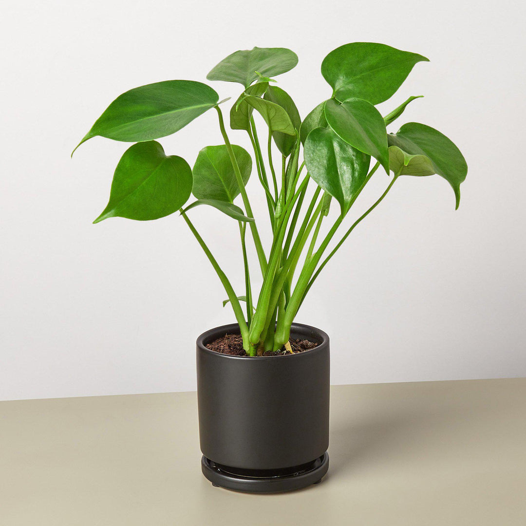 Monstera &