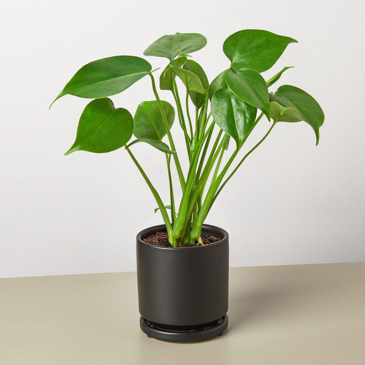 Monstera &