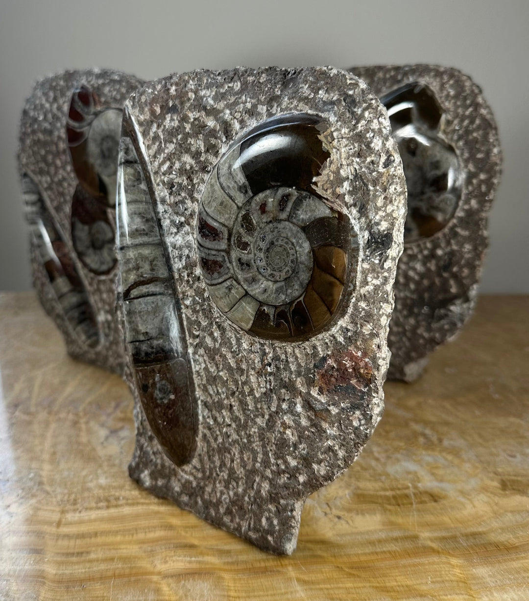 Ammonite Fossils in Matrix Sculpture