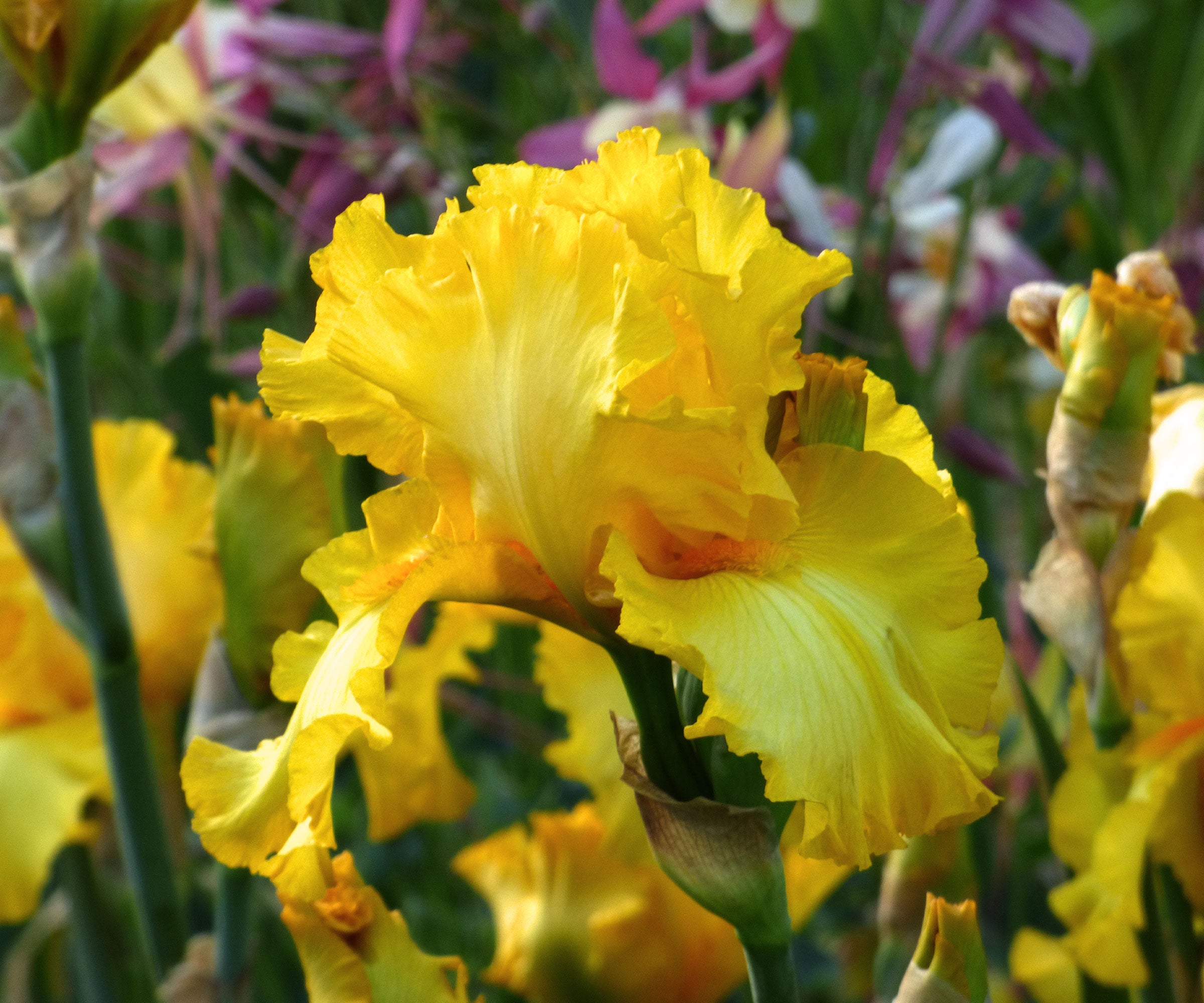 Picasso Moon Bearded Iris Quart Container