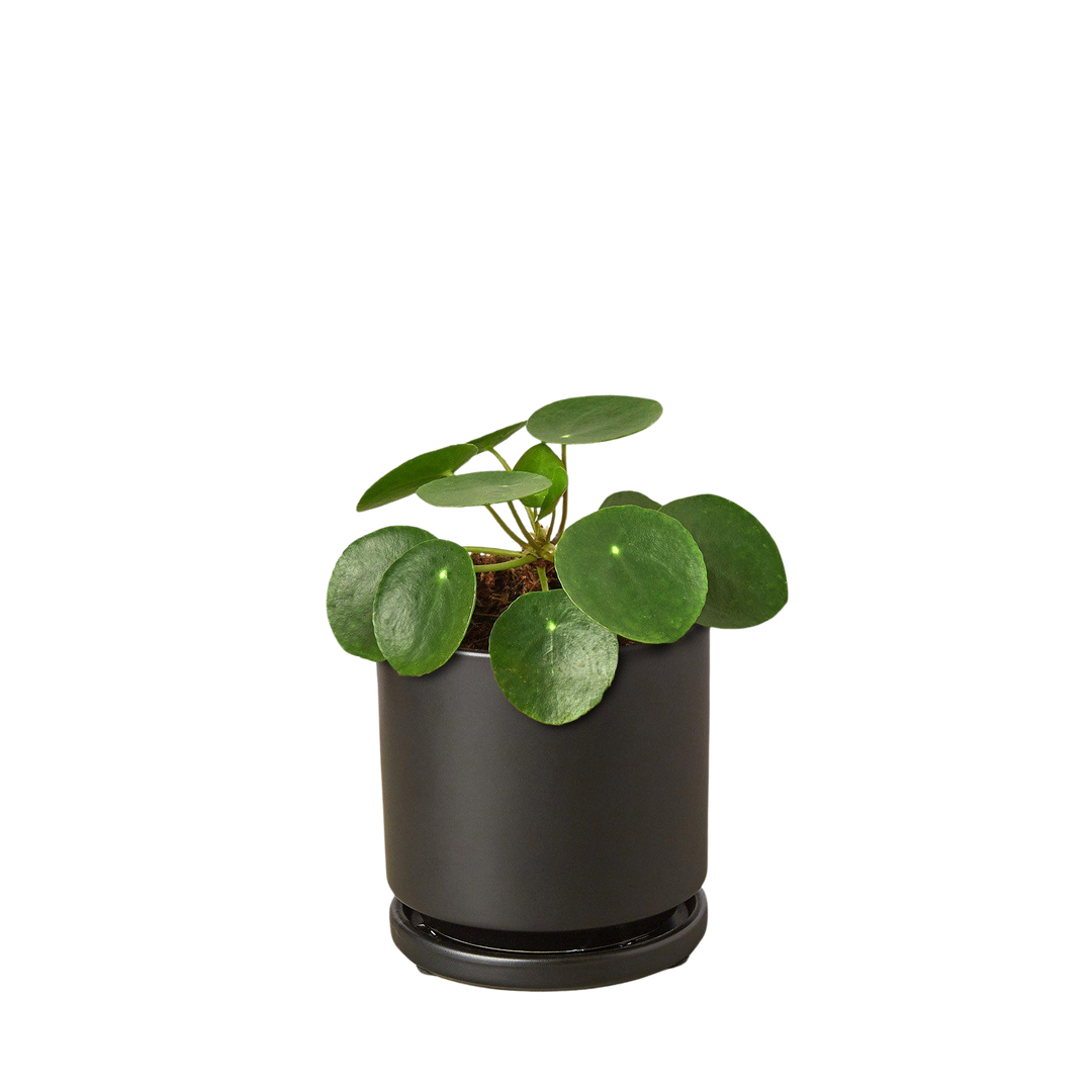 Pilea Peperomioides &