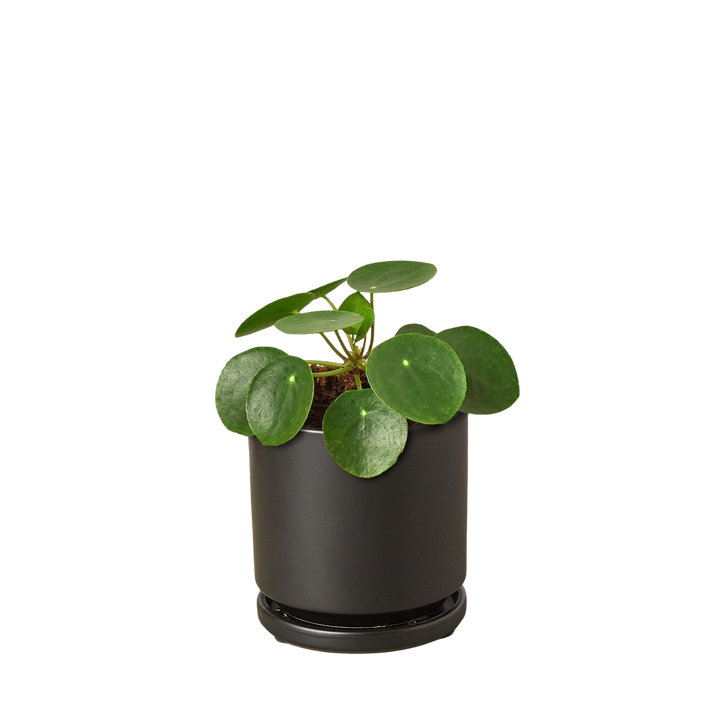 Pilea Peperomioides &