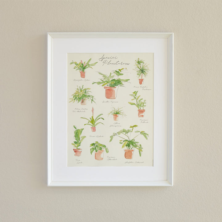 Plant Species Poster