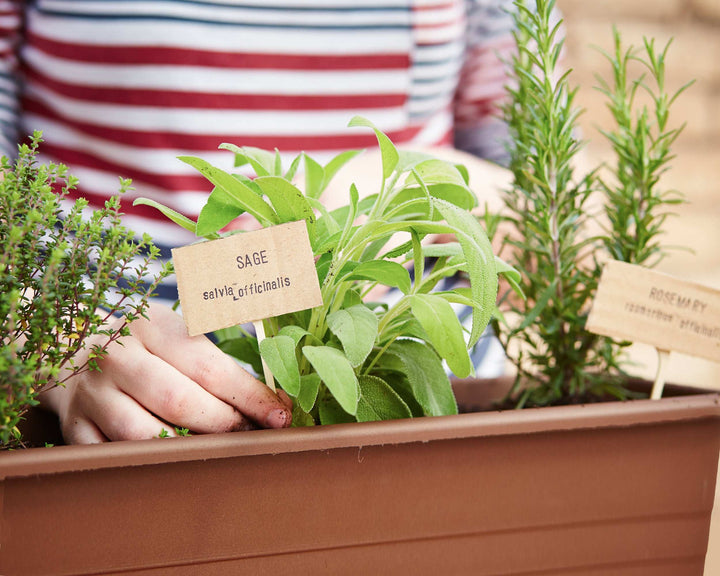Set of 2 Rosemary Plants Grown Naturally Quart Pots