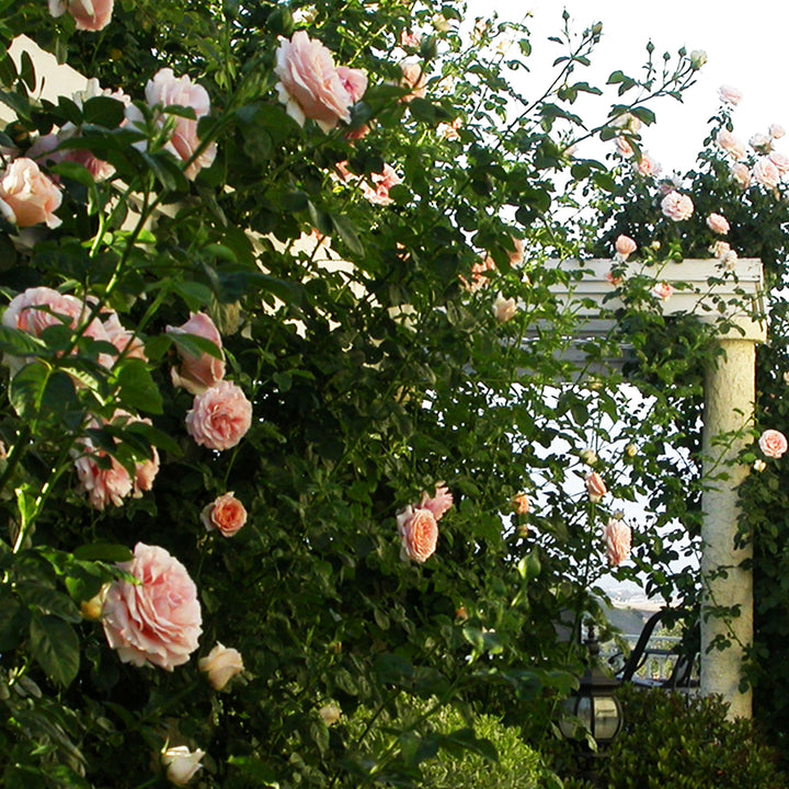 Polka Climbing Rose 1.5 gallon Pot