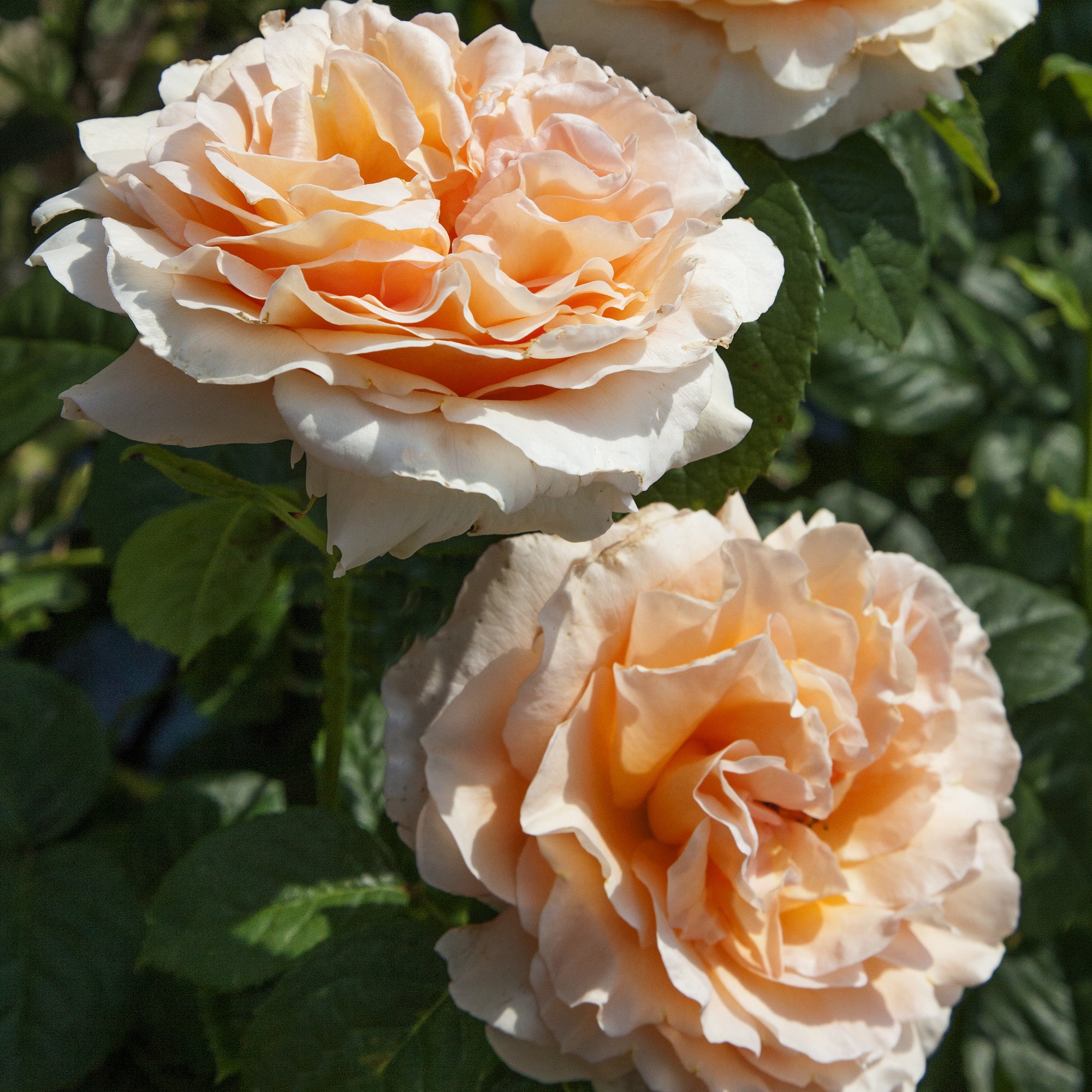 Fresh Garden Living Raspberry Cream Twirl Climbing Rose - Thumbnail 4