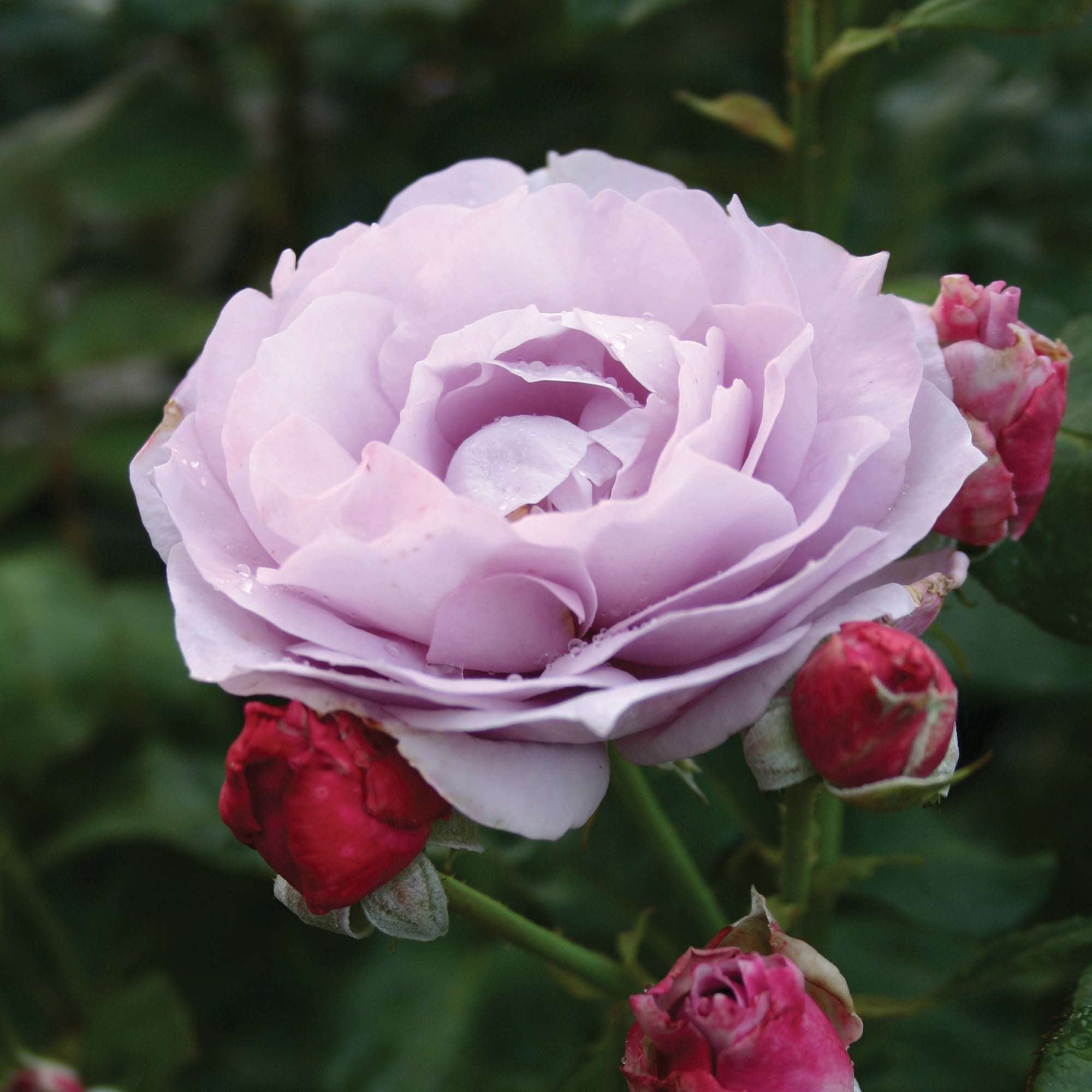 Poseidon Floribunda Rose 1.5 gallon Pot